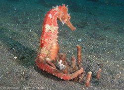 BD-080331-Lembeh-3312504-Hippocampus-kuda.-Bleeker.-1852-[Spotted-seahorse.-Gul-sjöhäst].jpg